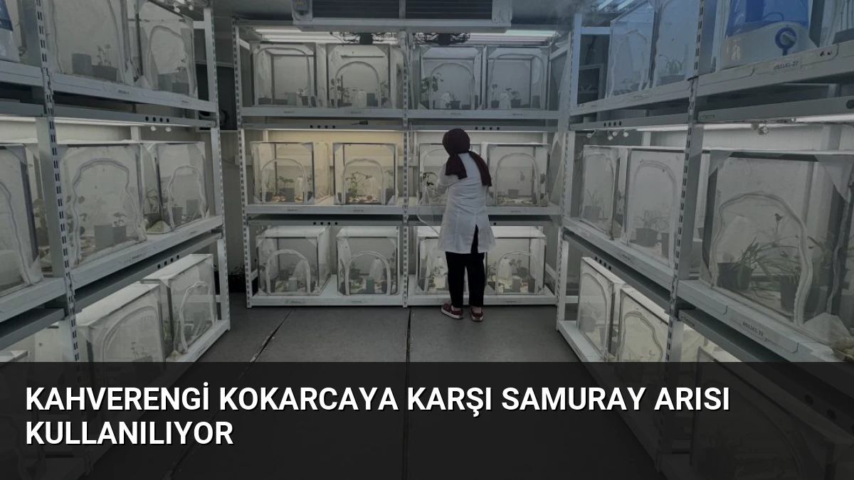 Kahverengi Kokarcaya Karşı Samuray Arısı Kullanılıyor