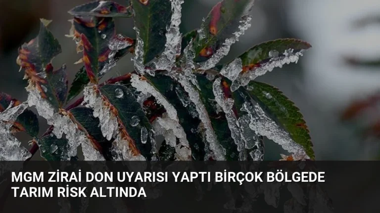 MGM Zirai Don Uyarısı Yaptı Birçok Bölgede Tarım Risk Altında
