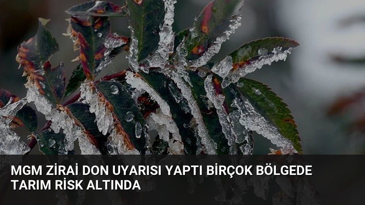 MGM Zirai Don Uyarısı Yaptı Birçok Bölgede Tarım Risk Altında