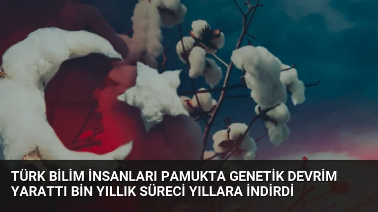 Türk Bilim İnsanları Pamukta Genetik Devrim Yarattı Bin Yıllık Süreci Yıllara İndirdi