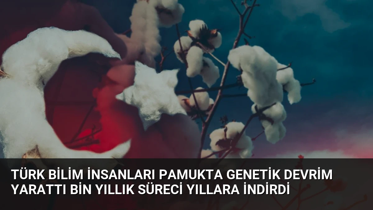 Türk Bilim İnsanları Pamukta Genetik Devrim Yarattı Bin Yıllık Süreci Yıllara İndirdi