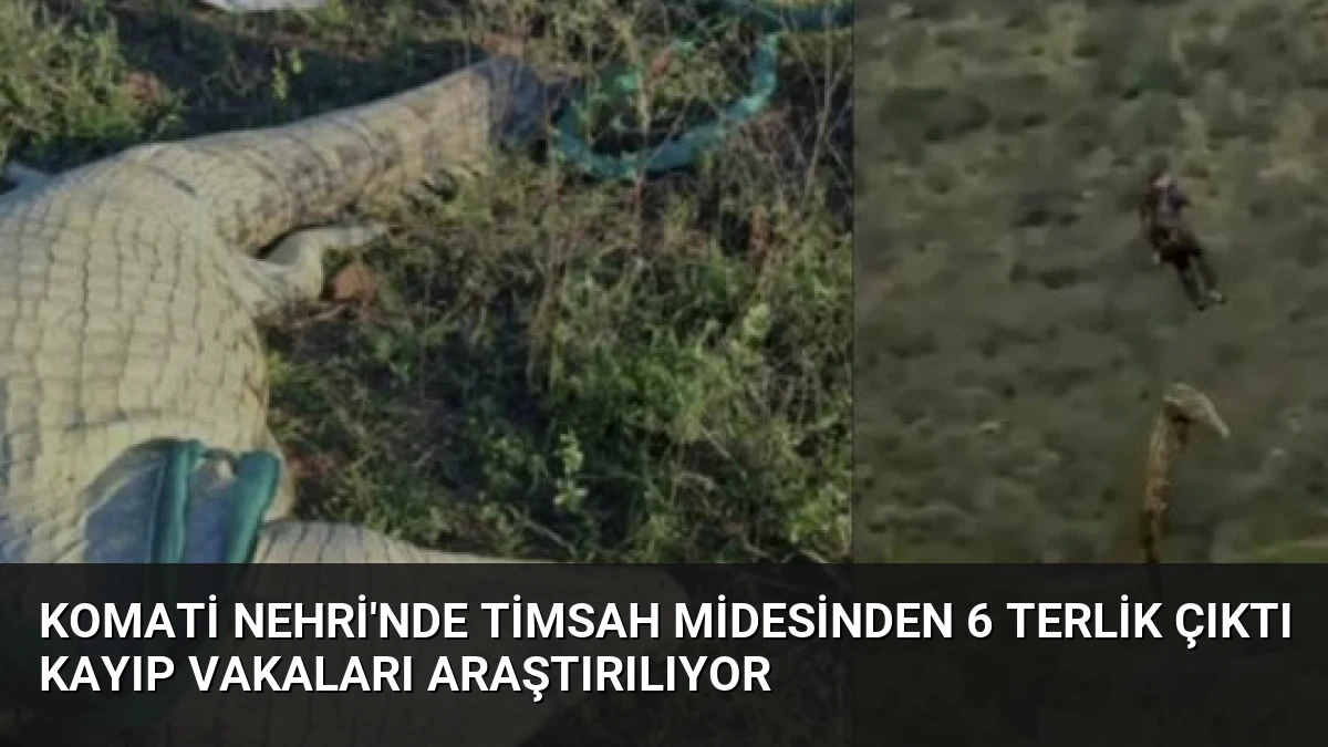 Komati Nehri’nde Timsah Midesinden 6 Terlik Çıktı Kayıp Vakaları Araştırılıyor