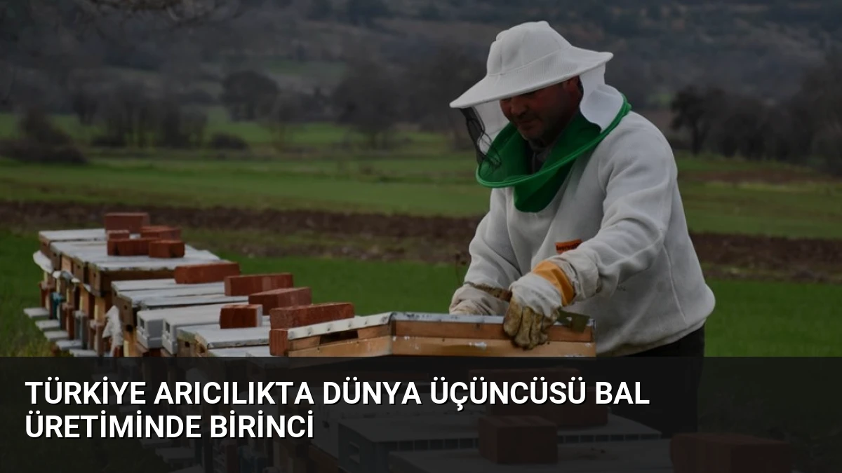 Türkiye Arıcılıkta Dünya Üçüncüsü Bal Üretiminde Birinci