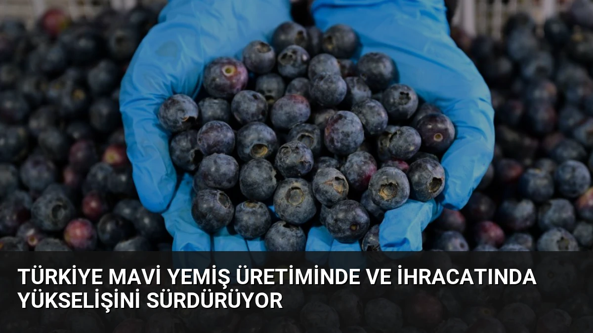 Türkiye Mavi Yemiş Üretiminde ve İhracatında Yükselişini Sürdürüyor