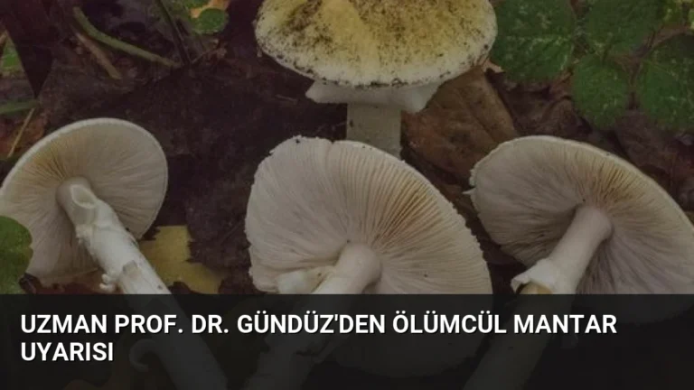 Uzman Prof. Dr. Gündüz’den Ölümcül Mantar Uyarısı