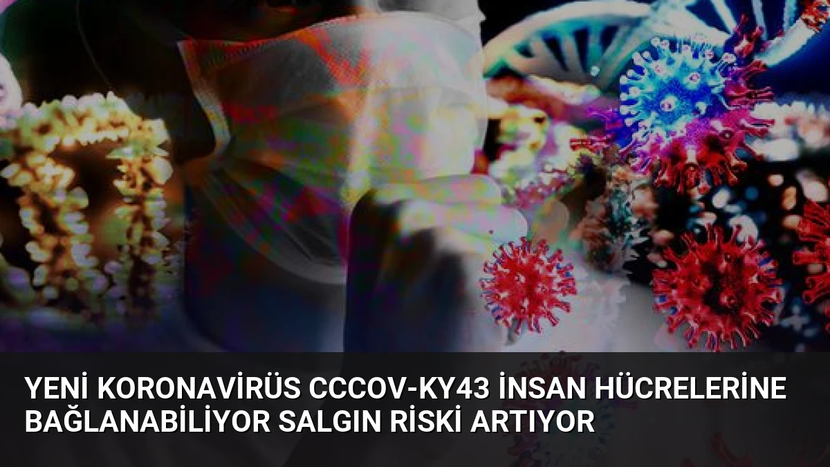 Yeni Koronavirüs CcCoV-KY43 İnsan Hücrelerine Bağlanabiliyor Salgın Riski Artıyor