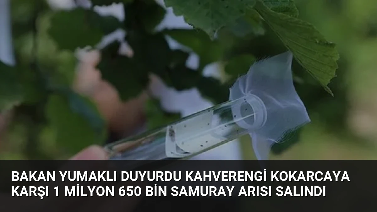 Bakan Yumaklı Duyurdu Kahverengi Kokarcaya Karşı 1 Milyon 650 Bin Samuray Arısı Salındı